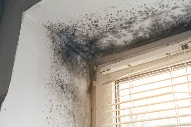Affordable Basement Mold Removal solutions in Aspers, PA
