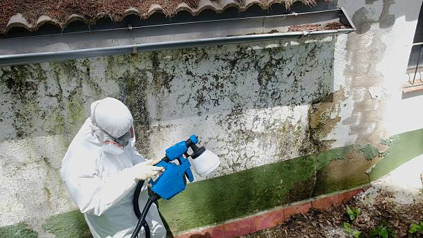 Top rated local Basement Mold Removal specialists in Aspers, PA